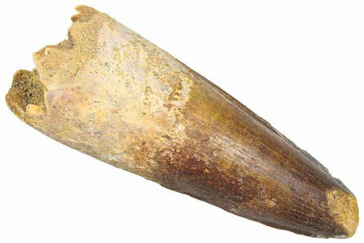 Fossil Spinosaurus Tooth - Real Dinosaur Tooth #361285